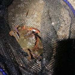 シーンと静まりかえった水面からガバっ!