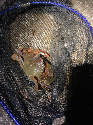 シーンと静まりかえった水面からガバっ!