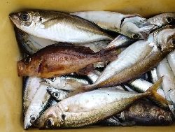 サバ釣り