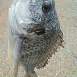 『釣りデビュー(^-^*』191日目