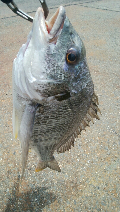 『釣りデビュー(^-^*』191日目
