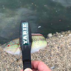 のんびりチョイ投げ