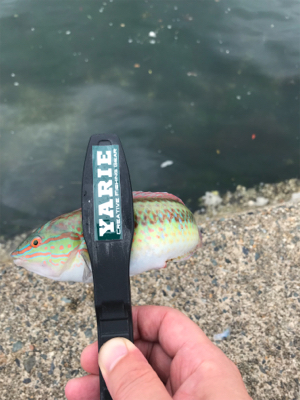 のんびりチョイ投げ