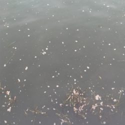 久しぶりLSJするもボトムで小鯖ばかり。。