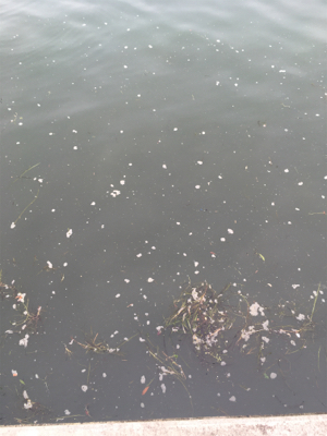 久しぶりLSJするもボトムで小鯖ばかり。。