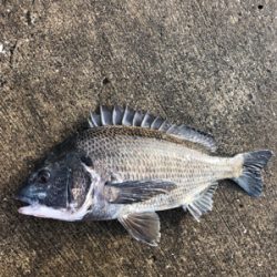 小潮の下潮でエビ撒き