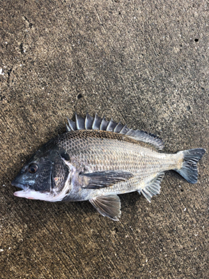 小潮の下潮でエビ撒き