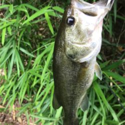 バス釣りええ感じ