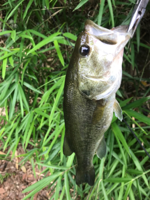 バス釣りええ感じ