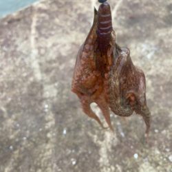 まだまだ少ないアジ・・・