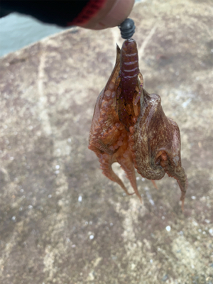 まだまだ少ないアジ・・・