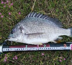 『釣りデビュー(^^)』193日目