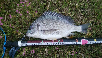 『釣りデビュー(^^)』193日目