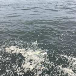 蛸散歩。。5杯。。。