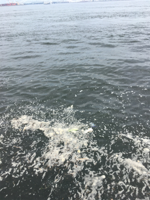 蛸散歩。。5杯。。。