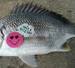 『釣りデビュー(^^)』194日目