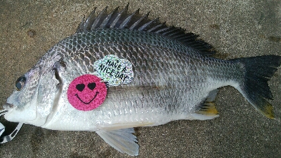 『釣りデビュー(^^)』194日目