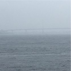 雨の中、過酷な蛸散歩に。。