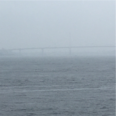 雨の中、過酷な蛸散歩に。。