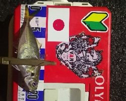 アジング練習 307