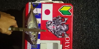 アジング練習 307