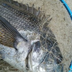 『釣りデビュー(^_-)』196日目