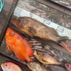 ウミックさんにてSLJ