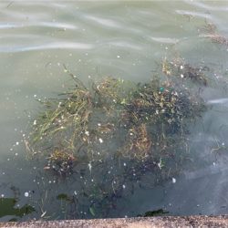 激水潮の中で蛸散歩。6杯。。