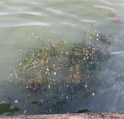 激水潮の中で蛸散歩。6杯。。