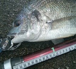 『釣りデビュー(^_-)』197日目