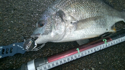 『釣りデビュー(^_-)』197日目