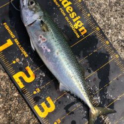 楽しい釣り仲間と久しぶりの釣行