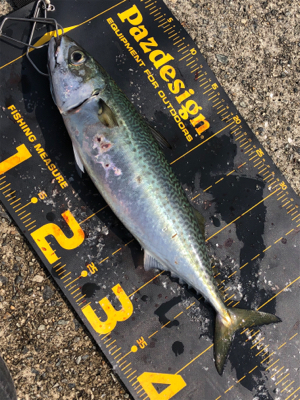 楽しい釣り仲間と久しぶりの釣行