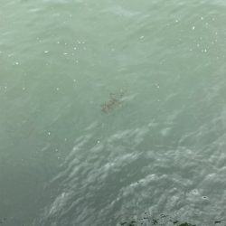 水潮の中で蛸散歩。5杯。。