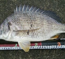 『釣りデビュー(^o^』198日目