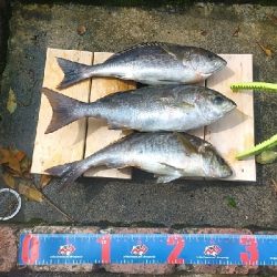 夜遅くからイサキの群れ