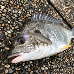 雨上がりの大潮でエビ撒き