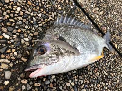 雨上がりの大潮でエビ撒き