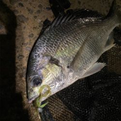 チニング 目標は時速10匹