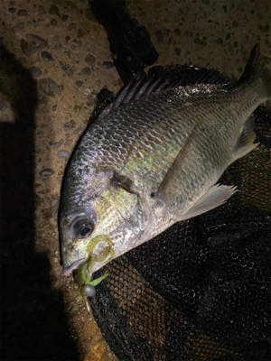 チニング 目標は時速10匹