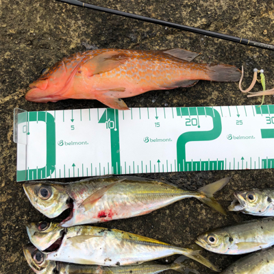 2021 佐渡ヶ島ライトゲーム