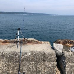 ショゴ、ワカシ、アジおまけでイカ