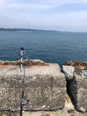 ショゴ、ワカシ、アジおまけでイカ