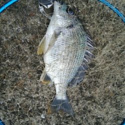 『釣りデビュー(^^)』祝200日目