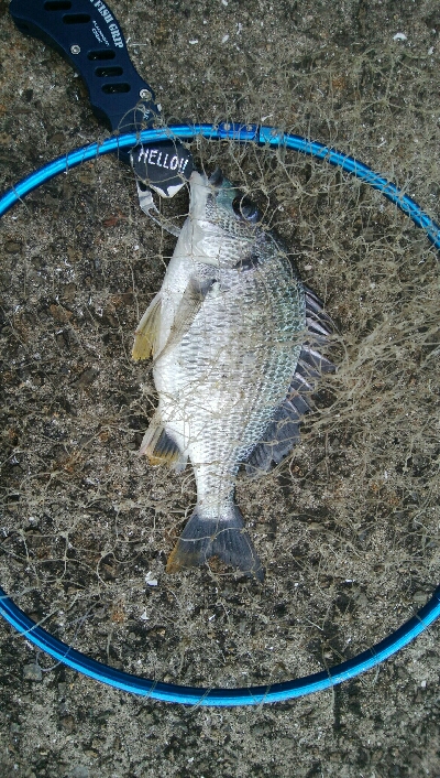 『釣りデビュー(^^)』祝200日目