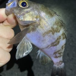 メバルまだ釣れてます