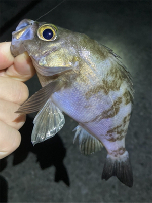 メバルまだ釣れてます