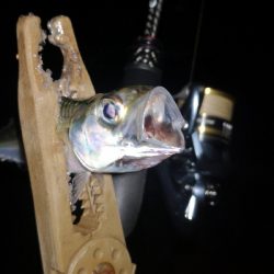 アジング練習　308　