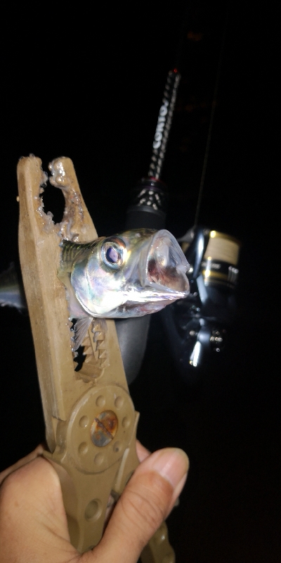 アジング練習　308　