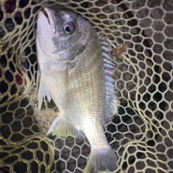 淀川ブリームゲーム